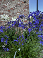 Agapanthus 'Medusa ®' (bladhoudend)