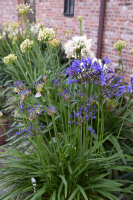 Agapanthus 'Medusa ®' (bladhoudend)