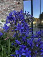 Agapanthus 'Medusa ®' (bladhoudend)