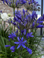 Agapanthus 'Medusa ®' (bladhoudend)