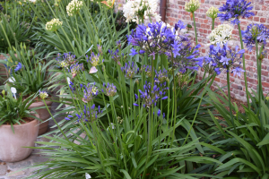 Agapanthus 'Medusa ®' (bladhoudend)
