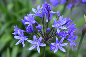 Agapanthus 'Medusa ®' (bladhoudend)