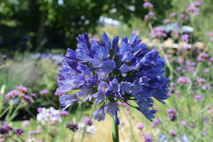 Agapanthus 'Megan's mauve' (bladhoudend)