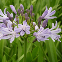 Agapanthus 'Megan's mauve' (bladhoudend)