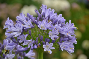 Agapanthus 'Megan's mauve' (bladhoudend)