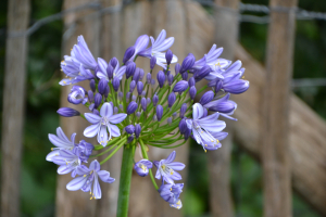 Agapanthus 'Megan's mauve' (bladhoudend)