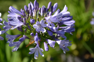 Agapanthus 'Megan's mauve' (bladhoudend)