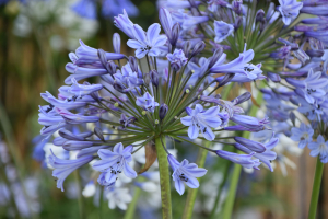 Agapanthus 'Melbourne' (bladverliezend)