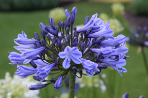 Agapanthus 'Melbourne' (bladverliezend)