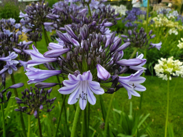 Agapanthus 'Melbourne' (bladverliezend)