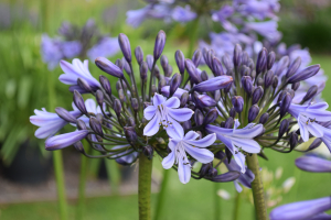 Agapanthus 'Melbourne' (bladverliezend)