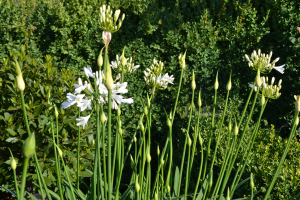 Agapanthus 'Mi Casa ®' (bladhoudend)