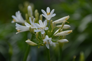 Agapanthus 'Mi Casa ®' (bladhoudend)