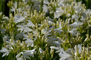 Agapanthus 'Mi Casa ®' (bladhoudend)