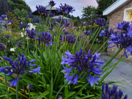 Agapanthus 'Midnight Blue' (bladverliezend)