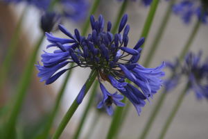 Agapanthus 'Midnight Blue' (bladverliezend)