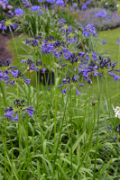 Agapanthus 'Midnight dream' (bladverliezend)