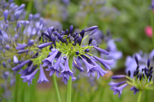 Agapanthus 'Midnight dream' (bladverliezend)