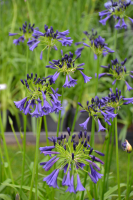 Agapanthus 'Midnight dream' (bladverliezend)