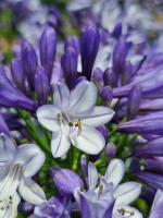 Agapanthus 'Midnight moon ®' (bladhoudend)