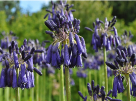 Agapanthus 'Graskop'