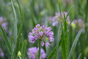 Allium 'Millenium ®'