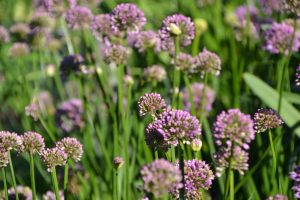 Allium 'Millenium ®'