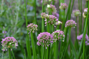 Allium 'Millenium ®'