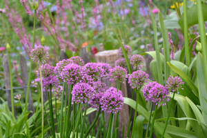 Allium 'Millenium ®'