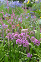 Allium 'Millenium ®'