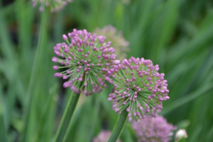 Allium 'Millenium ®'