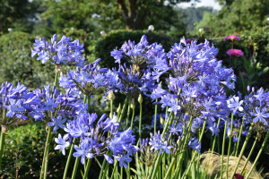 Agapanthus 'Monaco' (bladverliezend)