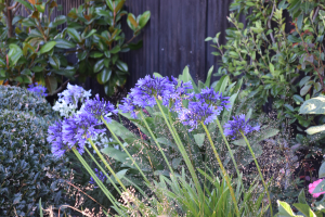 Agapanthus 'Monaco' (bladverliezend)