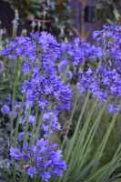 Agapanthus 'Monaco' (bladverliezend)