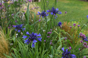 Agapanthus 'Navy Blue' (bladverliezend)