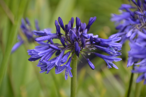 Agapanthus 'Navy Blue' (bladverliezend)