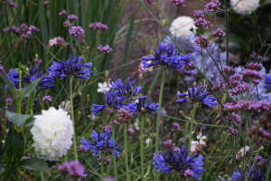 Agapanthus 'Navy Blue' (bladverliezend)