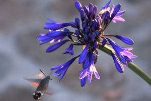Agapanthus 'Navy Blue' (bladverliezend)