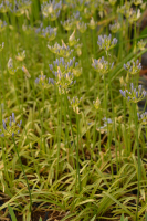 Agapanthus 'Neverland ®' (bladhoudend)