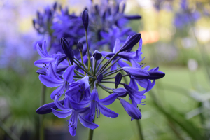 Agapanthus 'Northern star ®' (bladverliezend)