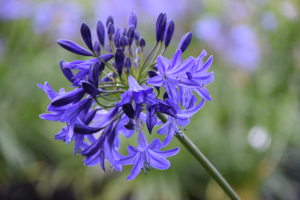 Agapanthus 'Northern star ®' (bladverliezend)