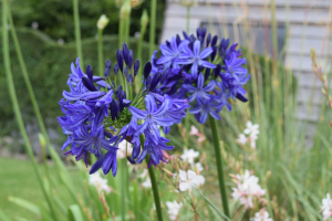 Agapanthus 'Northern star ®' (bladverliezend)