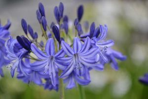 Agapanthus 'Northern star ®' (bladverliezend)