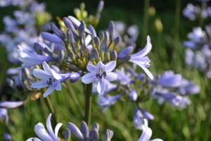 Agapanthus 'Paris'