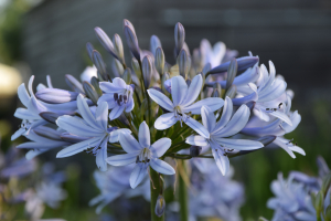 Agapanthus 'Paris' (bladverliezend)