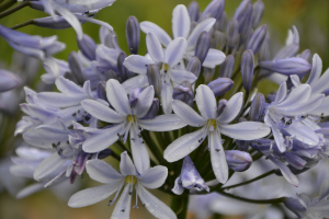 Agapanthus 'Paris' (bladverliezend)