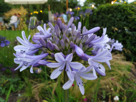 Agapanthus 'Paris' (à feuillage caduque)