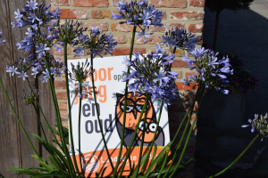 Agapanthus 'Paris' (bladverliezend)