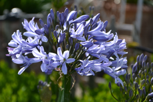 Agapanthus 'Paris' (bladverliezend)