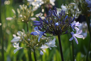 Agapanthus 'Paris' (bladverliezend)